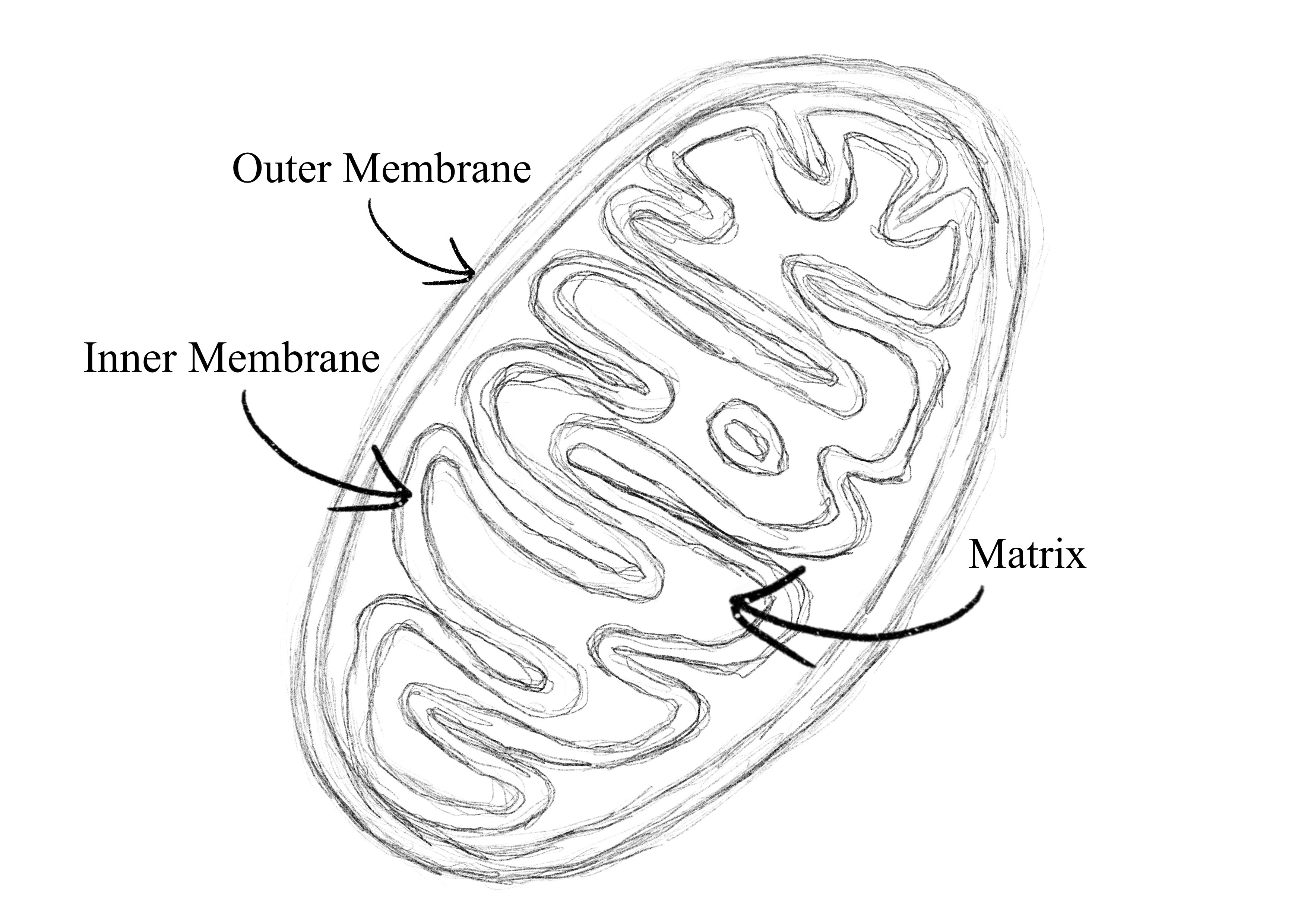 Sketch of Mitochondrion